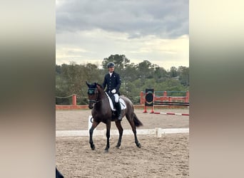 Lusitano Mix, Gelding, 8 years, 16.1 hh, Brown