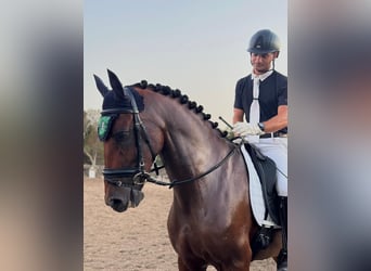 Lusitano Mix, Gelding, 8 years, 16.1 hh, Brown
