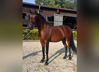 Lusitano, Gelding, 8 years, 16 hh, Brown