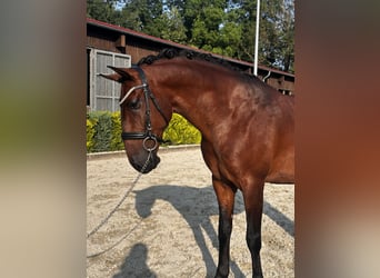 Lusitano, Gelding, 8 years, 16 hh, Brown