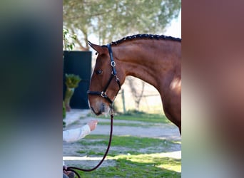 Lusitano, Gelding, 8 years, 16 hh, Brown-Light