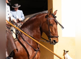 Lusitano, Gelding, 8 years, 16 hh, Brown