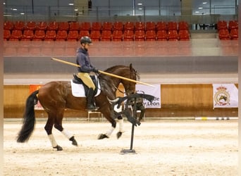 Lusitano, Gelding, 8 years, 16 hh, Brown
