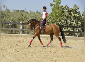 Lusitano, Gelding, 8 years, 16 hh, Dun