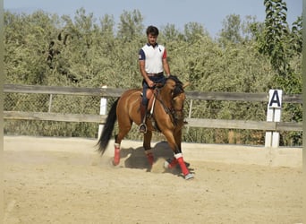 Lusitano, Gelding, 8 years, 16 hh, Dun