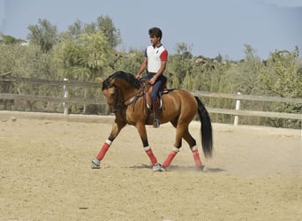 Lusitano, Gelding, 8 years, 16 hh, Dun