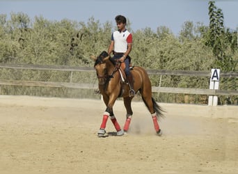 Lusitano, Gelding, 8 years, 16 hh, Dun