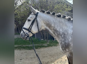 Lusitano, Gelding, 8 years, 16 hh, Gray-Dapple