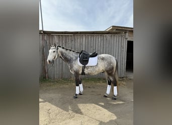 Lusitano, Gelding, 8 years, 16 hh, Gray-Dapple