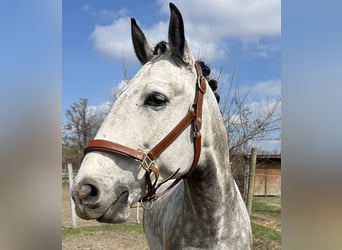 Lusitano, Gelding, 8 years, 16 hh, Gray-Dapple