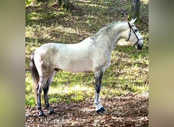Lusitano, Gelding, 8 years, 16 hh, Grey