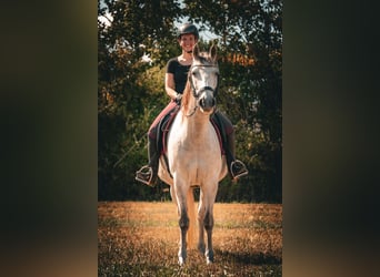 Lusitano Mix, Gelding, 9 years, 15.1 hh