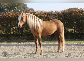 Lusitano, Gelding, 9 years, 15.1 hh, Palomino