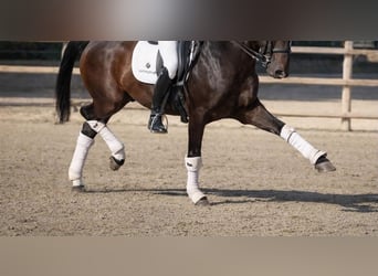 Lusitano, Gelding, 9 years, 15.2 hh, Brown