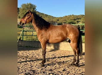 Lusitano, Gelding, 9 years, 15.2 hh, Brown