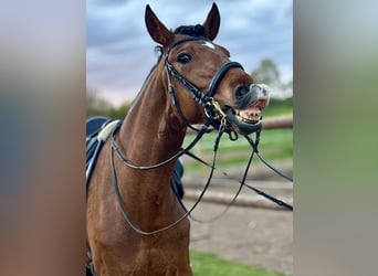 Lusitano, Gelding, 9 years, 15.2 hh, Brown