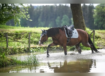 Lusitano, Gelding, 9 years, 15.2 hh, Brown