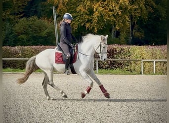 Lusitano, Gelding, 9 years, 15,1 hh, Grey