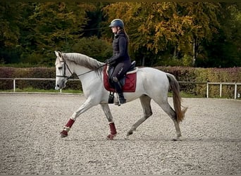 Lusitano, Gelding, 9 years, 15,1 hh, Grey