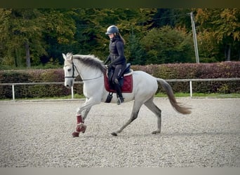 Lusitano, Gelding, 9 years, 15,1 hh, Grey