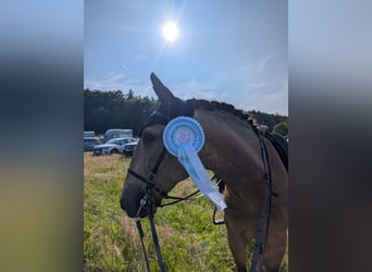 Lusitano, Gelding, 9 years, 15,2 hh, Dun