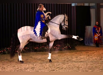 Lusitano Mix, Gelding, 9 years, 16.1 hh, Dun