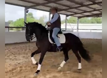 Lusitano, Gelding, 9 years, 16 hh, Black
