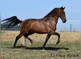 Lusitano, Gelding, 9 years, 16 hh, Brown