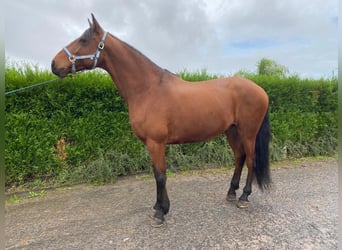 Lusitano, Gelding, 9 years, 16 hh, Chestnut-Red