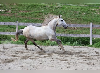 Lusitano, Gelding, 9 years, 16 hh, Grey