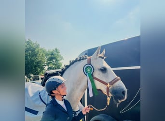 Lusitano, Gelding, 9 years, 16 hh, Grey