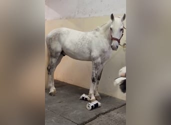 Lusitano, Gelding, 9 years, 16 hh, Grey