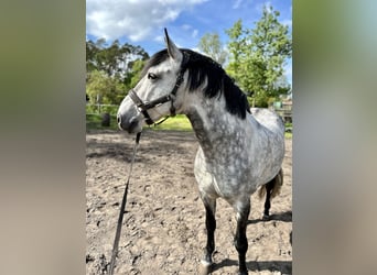 Lusitano, Gelding, 9 years, 16,1 hh, Grey-Dapple