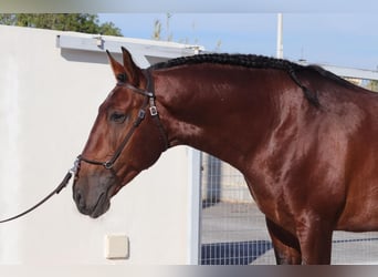 Lusitano, Gelding, 9 years, 16,2 hh, Brown