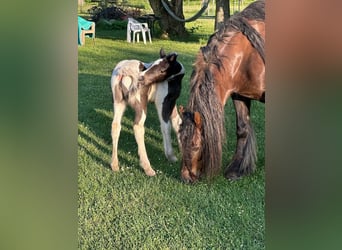 Lusitano, Gelding, Foal (01/2026), 15 hh, Chestnut