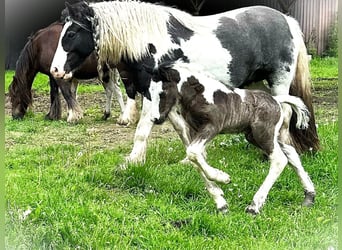 Lusitano, Gelding, Foal (01/2026), 15 hh, Chestnut