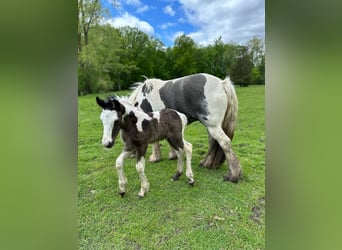 Lusitano, Gelding, Foal (01/2026), 15 hh, Chestnut