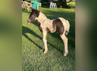 Lusitano, Gelding, Foal (01/2026), 15 hh, Chestnut