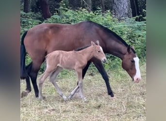 Lusitano, Giumenta, 10 Anni, 159 cm, Baio