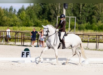 Lusitano, Giumenta, 10 Anni, 162 cm, Grigio