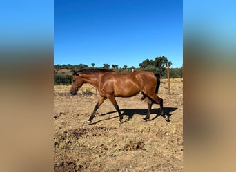 Lusitano, Giumenta, 10 Anni, 165 cm, Baio ciliegia