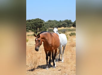 Lusitano, Giumenta, 10 Anni, 166 cm, Baio