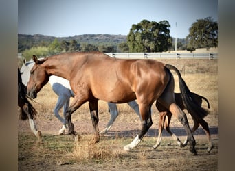 Lusitano, Giumenta, 10 Anni, 166 cm, Baio