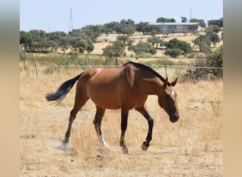 Lusitano, Giumenta, 10 Anni, 166 cm, Baio