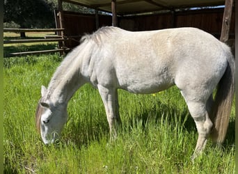 Lusitano, Giumenta, 11 Anni, 156 cm, Grigio