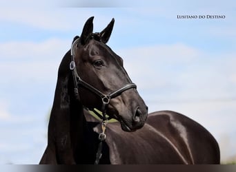 Lusitano, Giumenta, 11 Anni, 157 cm, Morello