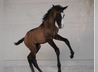 Lusitano, Giumenta, 11 Anni, 158 cm, Grigio