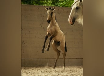 Lusitano, Giumenta, 11 Anni, 158 cm, Grigio