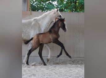 Lusitano, Giumenta, 11 Anni, 158 cm, Grigio