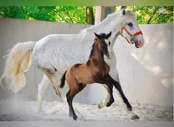 Lusitano, Giumenta, 11 Anni, 158 cm, Grigio